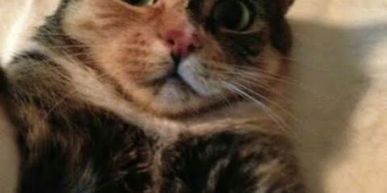 Imagem do grupo de WhatsApp Aleatórios