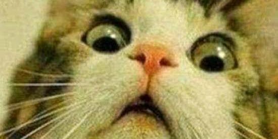 Imagem do grupo de WhatsApp SHITPOST DA ZUEIRA