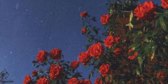 Imagem do grupo de WhatsApp ✨🥥 girls hype 🥥✨