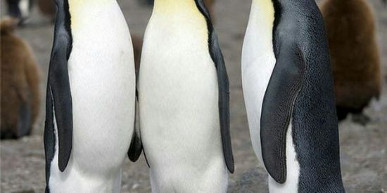 Imagem do grupo de WhatsApp Pinguins do Havaí