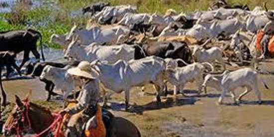 Imagem do grupo de WhatsApp Comitiva Pé no Chão