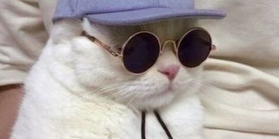 Imagem do grupo de WhatsApp Figurinhas do zip zap