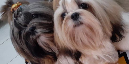 Imagem do grupo de WhatsApp 🐶 Love Shih-Tzu 🐶 DF