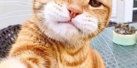 Imagem do grupo de WhatsApp Divulgadores Instagram