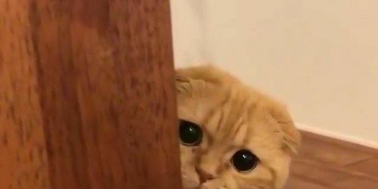 Imagem do grupo de WhatsApp 🔸  FIGURINHAS 2.0 🔸