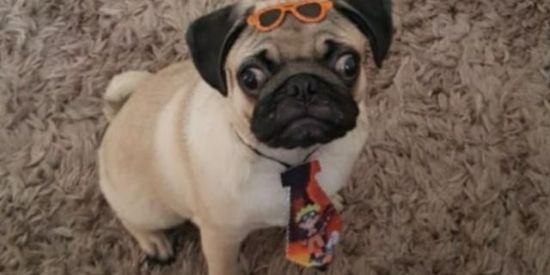 Imagem do grupo de WhatsApp Familia dogolin🐶