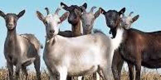 Imagem do grupo de WhatsApp CAPRINOCULTORES BR