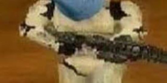 Imagem do grupo de WhatsApp Dolphin Street Shit