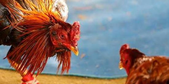 Imagem do grupo de WhatsApp RINHA DE GALO 🐓🐓