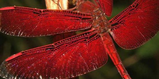 Imagem do grupo de WhatsApp Nova Era (devaneios)