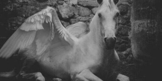 Imagem do grupo de WhatsApp Recepção para o Internato de Brux@s