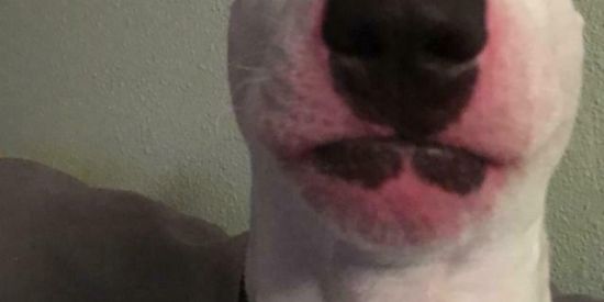 Imagem do grupo de WhatsApp ᗩᔕƗᒪ〇