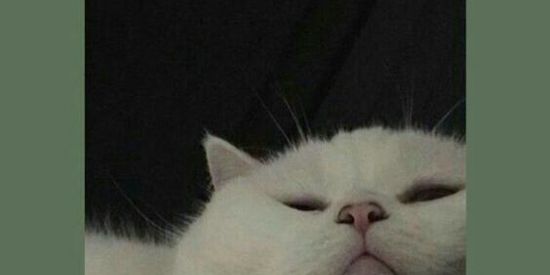 Imagem do grupo de WhatsApp Grupo de free fire