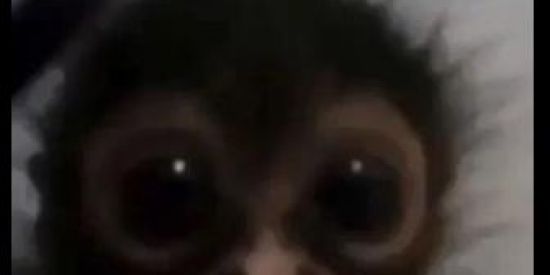 Imagem do grupo de WhatsApp 🐒 SHIT DOS MAMACOS 🐒