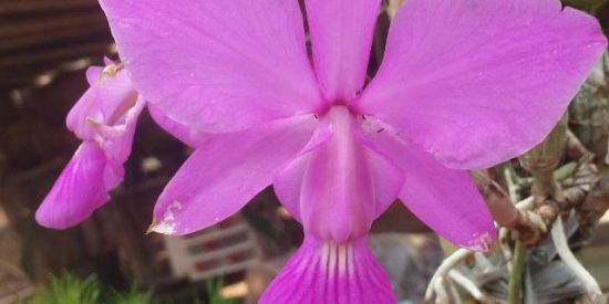 Imagem do grupo de WhatsApp 💐🌸MUNDO DAS FLOORES 🌻🌹