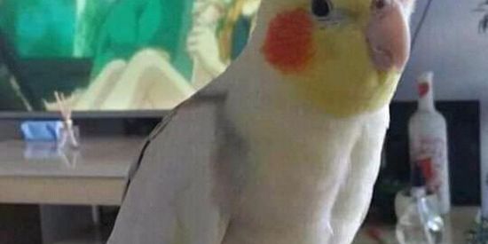 Imagem do grupo de WhatsApp ❄️Shitpost ❄️