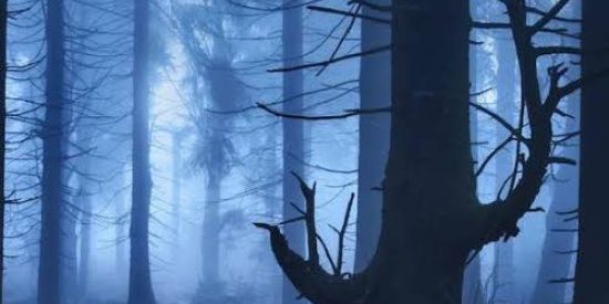 Imagem do grupo de WhatsApp THE DARK FOREST