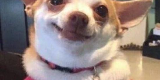 Imagem do grupo de WhatsApp Troca de figurinhas