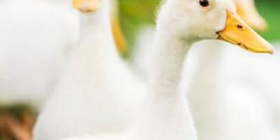 Imagem do grupo de WhatsApp EXÉRCITO PATOLÓGICO