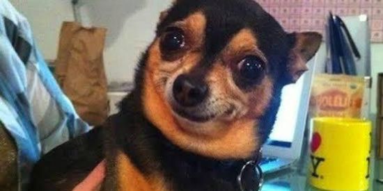 Imagem do grupo de WhatsApp ⏤͟͞ZUEIRΔ X