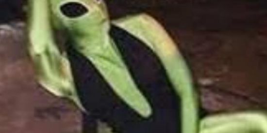 Imagem do grupo de WhatsApp ✨👽Os aligenigenas👽✨