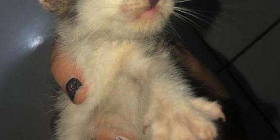 Imagem do grupo de WhatsApp 👅ĐUĒŁØ ĐĒ FĪĞŪŘINHAS ⚔