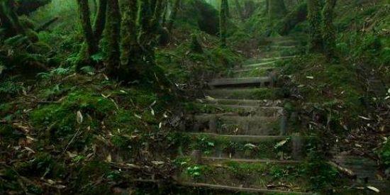 Imagem do grupo de WhatsApp admiradores da natureza