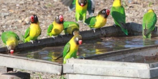 Imagem do grupo de WhatsApp PENA VERDE AGAPORNIS 🦜