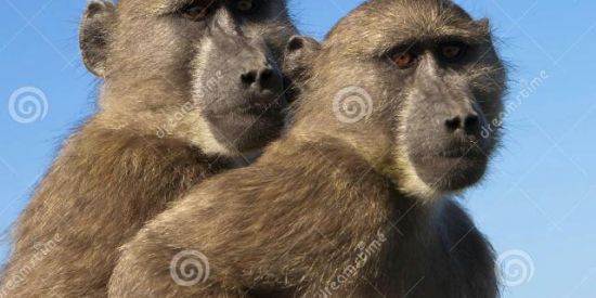 Imagem do grupo de WhatsApp 👑Tropa do Mamaco🔥