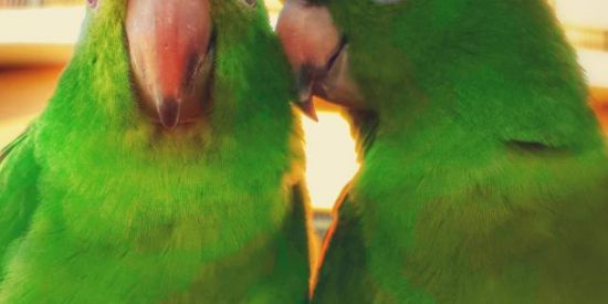 Imagem do grupo de WhatsApp TopOLX S.Carlos Região