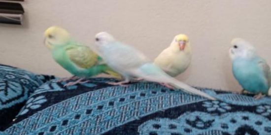 Imagem do grupo de WhatsApp Piriquito australiano 😍🐦🦜