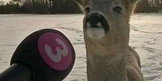 Imagem do grupo de WhatsApp Bujão🔥