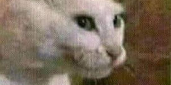 Imagem do grupo de WhatsApp Shit post