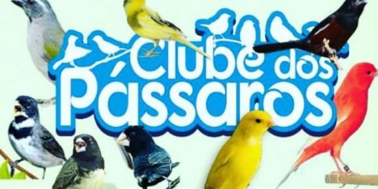 Imagem do grupo de WhatsApp 🦅🇧🇷 Clube Dos Pássaros 🇧🇷 🦤