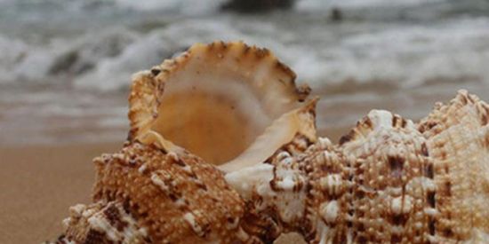 Imagem do grupo de WhatsApp 🥀🐚O Mítico🍂🍄