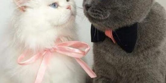 Imagem do grupo de WhatsApp 🐱❤️Eü ämö gätïnhös❤️🐱