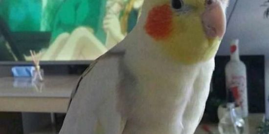 Imagem do grupo de WhatsApp Os baiano