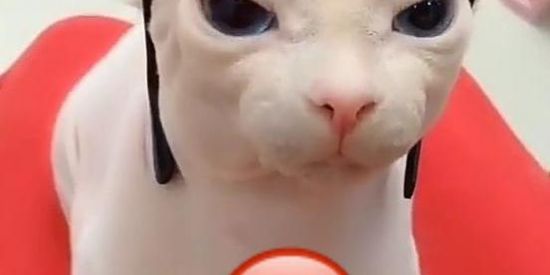 Imagem do grupo de WhatsApp THE FAMILY BINGUS🐒❤️🤝