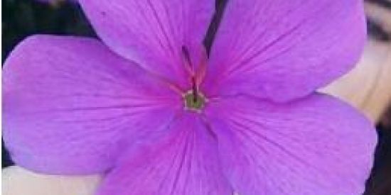 Imagem do grupo de WhatsApp GAROTOS DE PROGRAMA