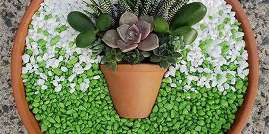 Imagem do grupo de WhatsApp Love suculentas 🪴