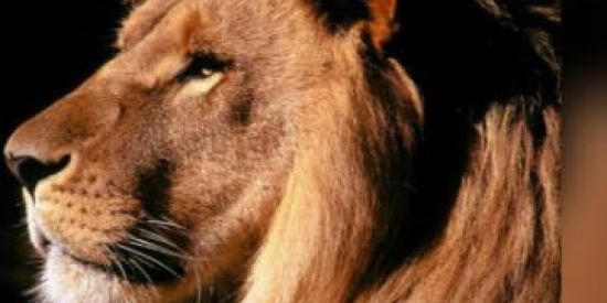 Imagem do grupo de WhatsApp FILHOS DE DEUS 🕊♥️