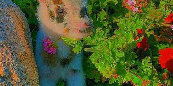 Imagem do grupo de WhatsApp LGBTQIA+🍄🌈✨