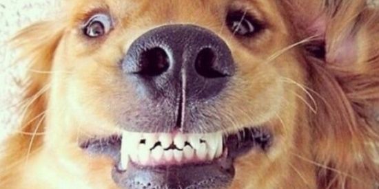 Imagem do grupo de WhatsApp Grupo livrão