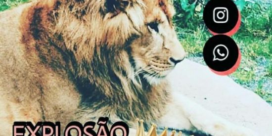 Imagem do grupo de WhatsApp Projeto_explosão