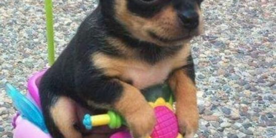 Imagem do grupo de WhatsApp :3