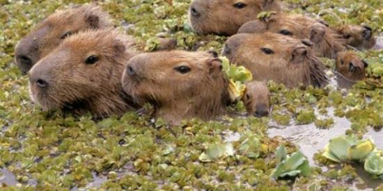 Imagem do grupo de WhatsApp Grupo das capivaras