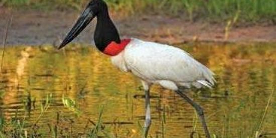 Imagem do grupo de WhatsApp JABURU🗿🤙🤙