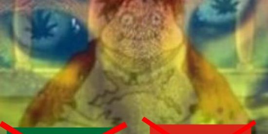 Imagem do grupo de WhatsApp Grupo. [Seita do macaco D.]