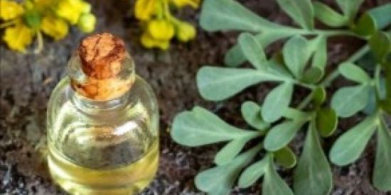 Imagem do grupo de WhatsApp Benzi Reiki - 1🌿