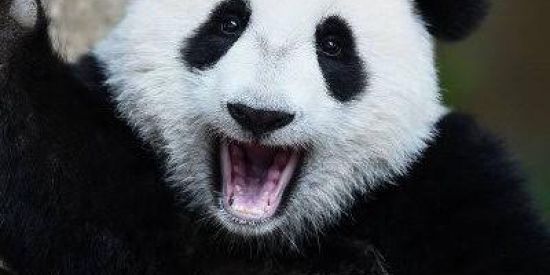 Imagem do grupo de WhatsApp Figurinhas😅🐼